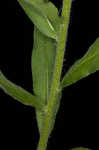 Common viper's bugloss